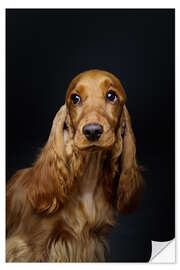 Wall sticker Portrait of a Spaniel III