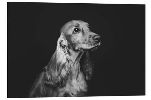 Aluminium print Cocker spaniel