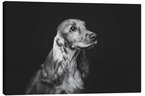 Canvas print Cocker spaniel