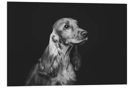 Foam board print Cocker spaniel