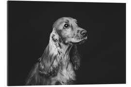 Gallery print Cocker spaniel