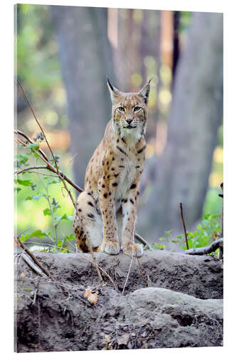 Acrylglasbild Ein Luchs im Wald