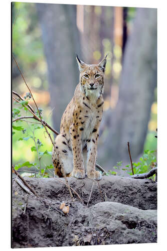 Cuadro de aluminio Un lince en el bosque