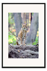 Gerahmter Kunstdruck Ein Luchs im Wald
