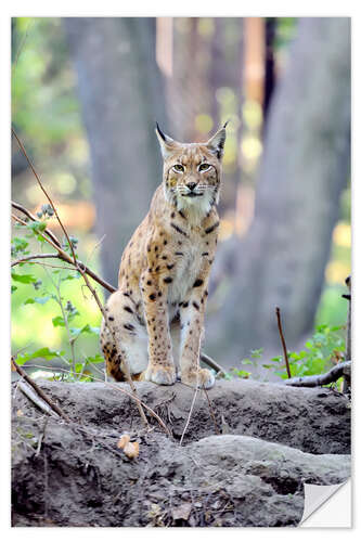 Selvklebende plakat A lynx in the forest