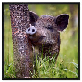 Gerahmter Kunstdruck Jugendliches Wildschwein
