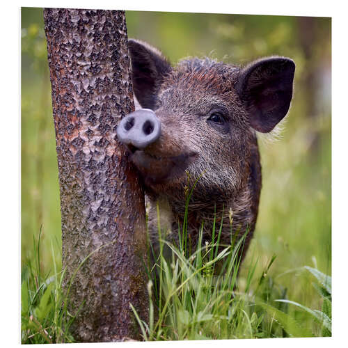 PVC-tavla Juvenile boar