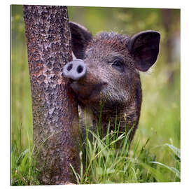 Gallery print Juvenile boar