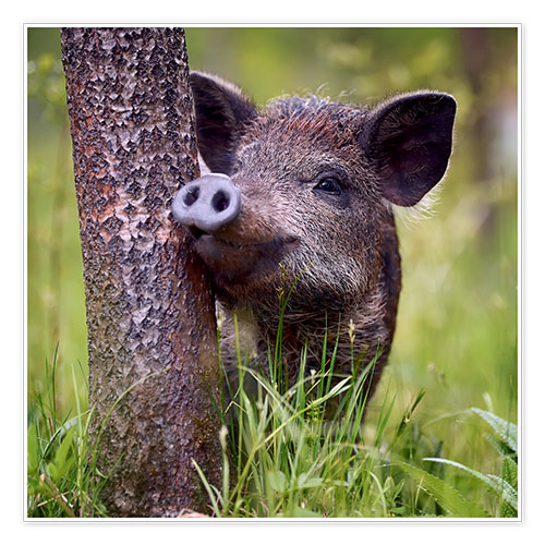 Poster Juvenile boar