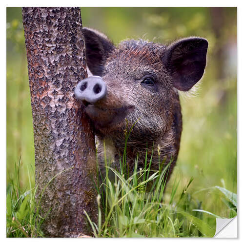 Wandsticker Jugendliches Wildschwein