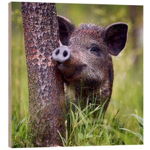 Quadro de madeira Juvenile boar