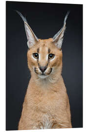 Aluminium print Beautiful caracal