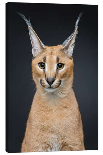 Canvas-taulu Beautiful caracal