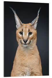 Galleritryk Beautiful caracal