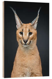 Wood print Beautiful caracal