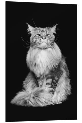 Akryylilasitaulu Maine Coon cat