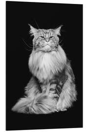 Aluminium print Maine Coon cat