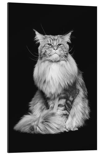 Gallery print Maine Coon cat