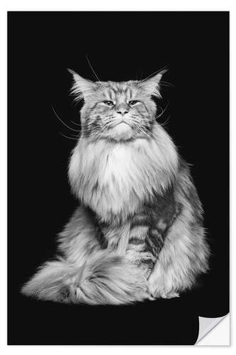 Wall sticker Maine Coon cat