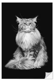 Selvklebende plakat Maine coon katt