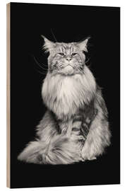 Wood print Maine Coon cat