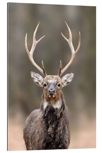 Galleritryk Curious deer