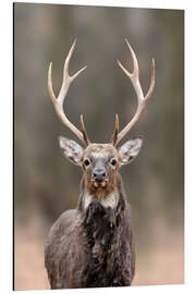 Magnettafel Neugieriger Hirsch