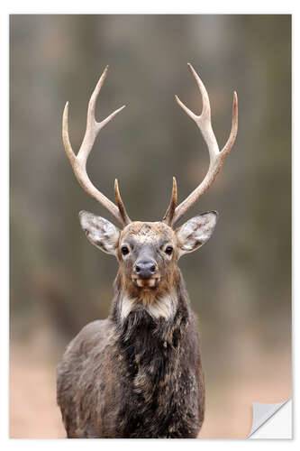 Naklejka na ścianę Curious deer