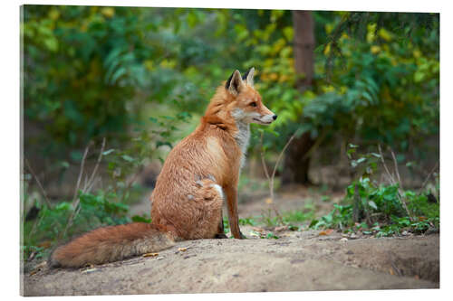 Acrylglas print Portrait of a red fox