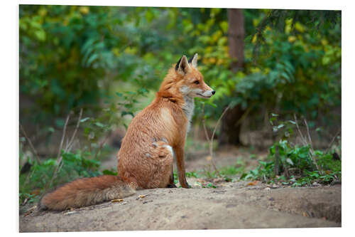 Foam board print Portrait of a red fox