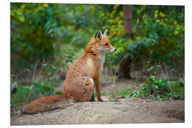 Foam board print Portrait of a red fox