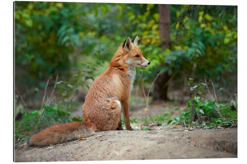 Gallery print Portrait of a red fox