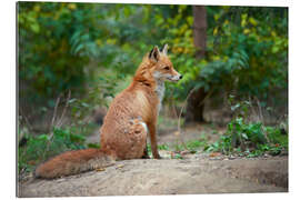 Galleriprint Portrait of a red fox