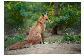Magnettafel Portrait eines roten Fuchses