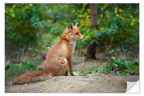 Naklejka na ścianę Portrait of a red fox