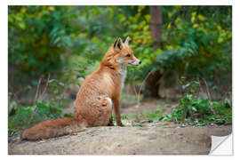 Wall sticker Portrait of a red fox