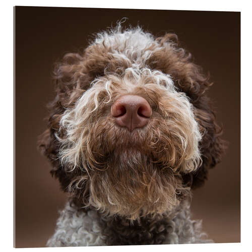 Acrylic print Portrait of a labradoodle