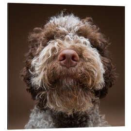 Aluminium print Portrait of a labradoodle