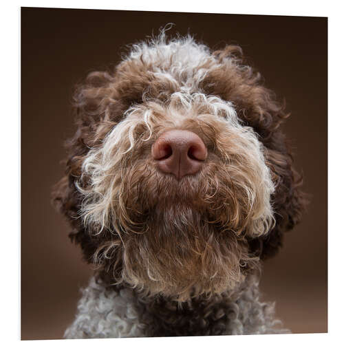 Foam board print Portrait of a labradoodle