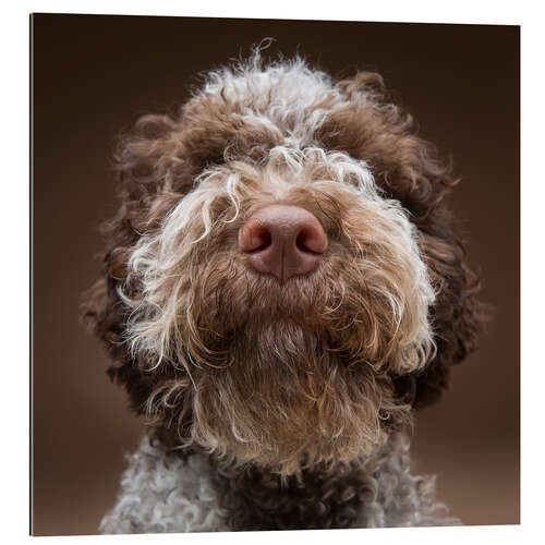 Gallery print Portrait of a labradoodle