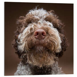 Tableau en plexi-alu Portrait d&#039;un labradoodle