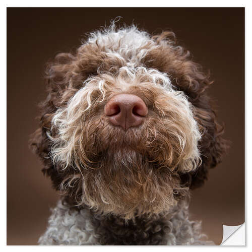 Naklejka na ścianę Portrait of a labradoodle