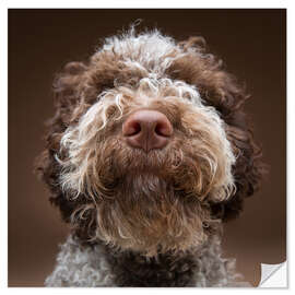 Sticker mural Portrait d'un labradoodle