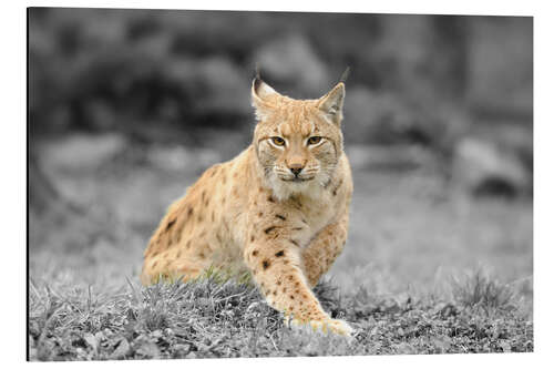 Tableau en aluminium Lynx boréal