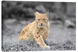 Canvas print Eurasian lynx