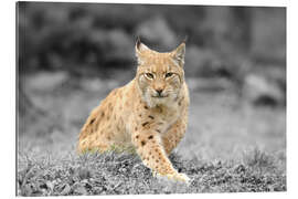 Gallery print Eurasian lynx