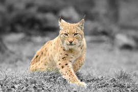 Magnettafel Eurasischer Luchs