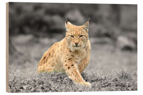 Wood print Eurasian lynx