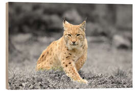 Wood print Eurasian lynx