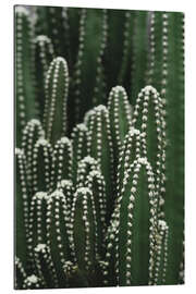 Quadro em plexi-alumínio Groups of green cactus